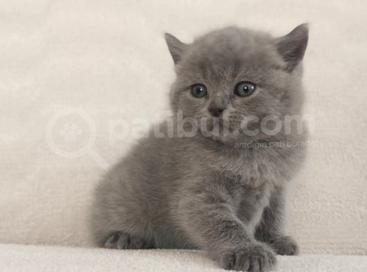 British Shorthair görsel