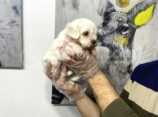 Muhteşem Kali̇te Maltese Terri̇er Yavruları görsel