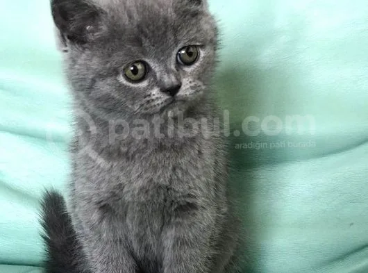 Safkan Bri̇ti̇sh Shorthai̇r Erkek Yavrumuz