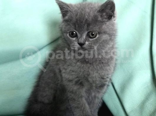 Safkan Bri̇ti̇sh Shorthai̇r Erkek Yavrumuz görsel