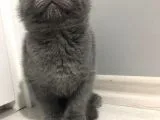 Sıfır Kulak Scottish Fold Erkek Yavru