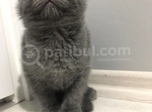Sıfır Kulak Scottish Fold Erkek Yavru