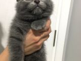 Sıfır Kulak Scottish Fold Erkek Yavru