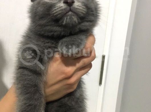 Sıfır Kulak Scottish Fold Erkek Yavru görsel
