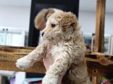 Poodle Gen Baskın Maltipoo Bebeklerim