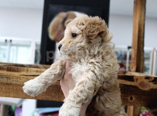 Poodle Gen Baskın Maltipoo Bebeklerim görsel