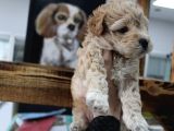 Poodle Gen Baskın Maltipoo Bebeklerim
