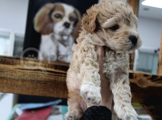 Poodle Gen Baskın Maltipoo Bebeklerim görsel