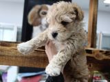 Poodle Gen Baskın Maltipoo Bebeklerim