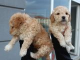Poodle Gen Baskın Maltipoo Bebeklerim