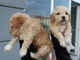 Poodle Gen Baskın Maltipoo Bebeklerim