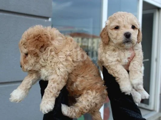 Poodle Gen Baskın Maltipoo Bebeklerim