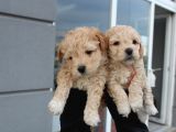 Poodle Gen Baskın Maltipoo Bebeklerim