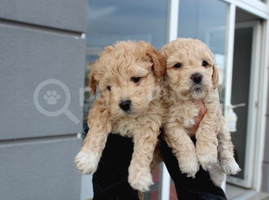 Poodle Gen Baskın Maltipoo Bebeklerim görsel