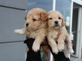 Poodle Gen Baskın Maltipoo Bebeklerim