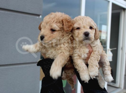Poodle Gen Baskın Maltipoo Bebeklerim görsel