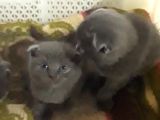 Scottish Fold Kedi Yavrularım Yeni Yuvalarına Gitmeye Hazırlar