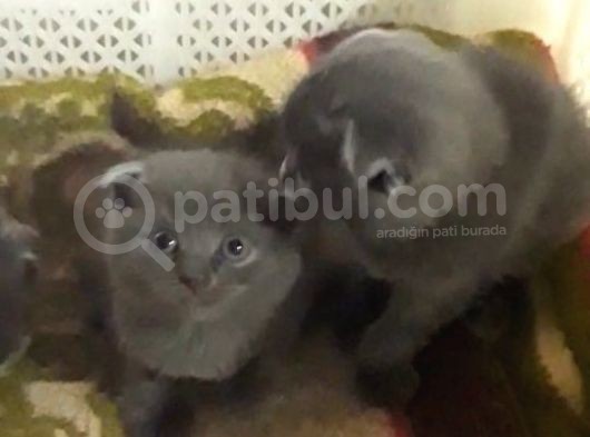 Scottish Fold Kedi Yavrularım Yeni Yuvalarına Gitmeye Hazırlar görsel