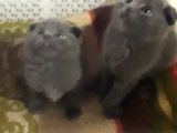 Scottish Fold Kedi Yavrularım Yeni Yuvalarına Gitmeye Hazırlar