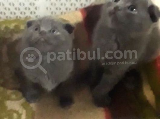 Scottish Fold Kedi Yavrularım Yeni Yuvalarına Gitmeye Hazırlar görsel