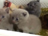 Scottish Fold Kedi Yavrularım Yeni Yuvalarına Gitmeye Hazırlar