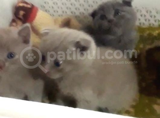 Scottish Fold Kedi Yavrularım Yeni Yuvalarına Gitmeye Hazırlar görsel