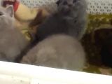 Scottish Fold Kedi Yavrularım Yeni Yuvalarına Gitmeye Hazırlar