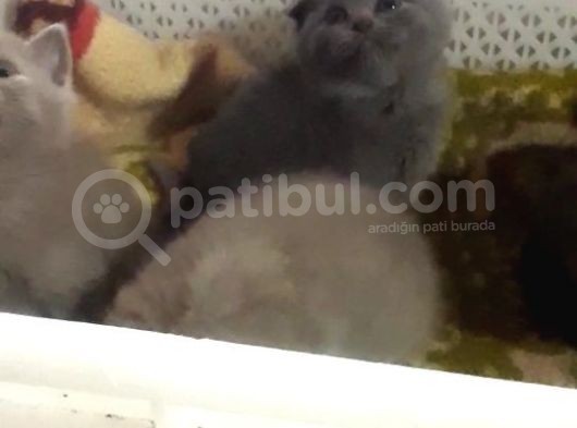 Scottish Fold Kedi Yavrularım Yeni Yuvalarına Gitmeye Hazırlar görsel