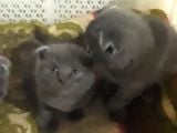 Scottish Fold Kedi Yavrularım Yeni Yuvalarına Gitmeye Hazırlar