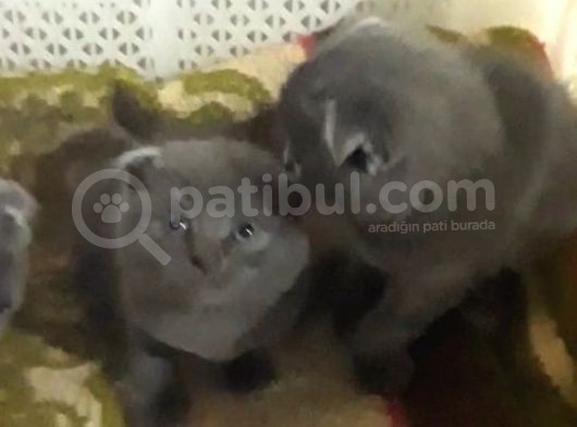 Scottish Fold Kedi Yavrularım Yeni Yuvalarına Gitmeye Hazırlar görsel