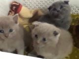 Scottish Fold Kedi Yavrularım Yeni Yuvalarına Gitmeye Hazırlar