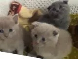 Scottish Fold Kedi Yavrularım Yeni Yuvalarına Gitmeye Hazırlar