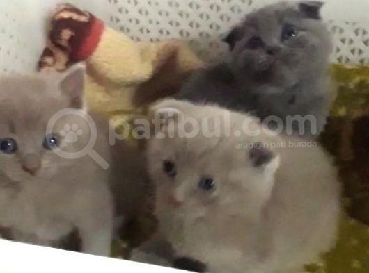 Scottish Fold Kedi Yavrularım Yeni Yuvalarına Gitmeye Hazırlar görsel
