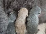 Yavru British Shorthair  3 Dişi