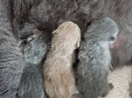 Yavru British Shorthair  3 Dişi görsel