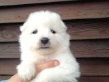 Muhteşem Kalite Samoyed Yavruları