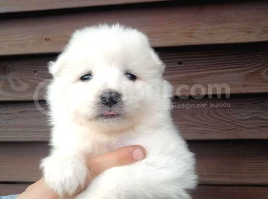 Muhteşem Kalite Samoyed Yavruları görsel