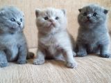Yavru British Shorthair  3 Dişi