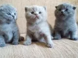 Yavru British Shorthair  3 Dişi