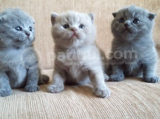 Yavru British Shorthair  3 Dişi görsel