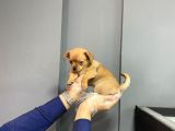 Sevimli Chihuahua Yavruları