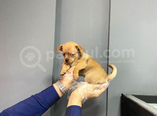 Sevimli Chihuahua Yavruları görsel