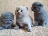 Yavru British Shorthair  3 Dişi