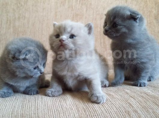 Yavru British Shorthair  3 Dişi görsel