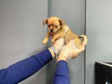 Sevimli Chihuahua Yavruları