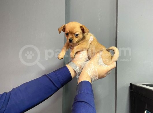 Sevimli Chihuahua Yavruları görsel