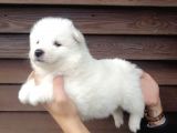 Muhteşem Kalite Samoyed Yavruları