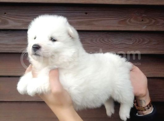 Muhteşem Kalite Samoyed Yavruları görsel