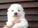 Muhteşem Kalite Samoyed Yavruları