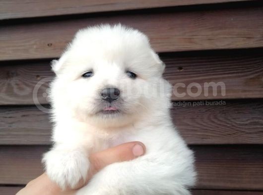 Muhteşem Kalite Samoyed Yavruları görsel